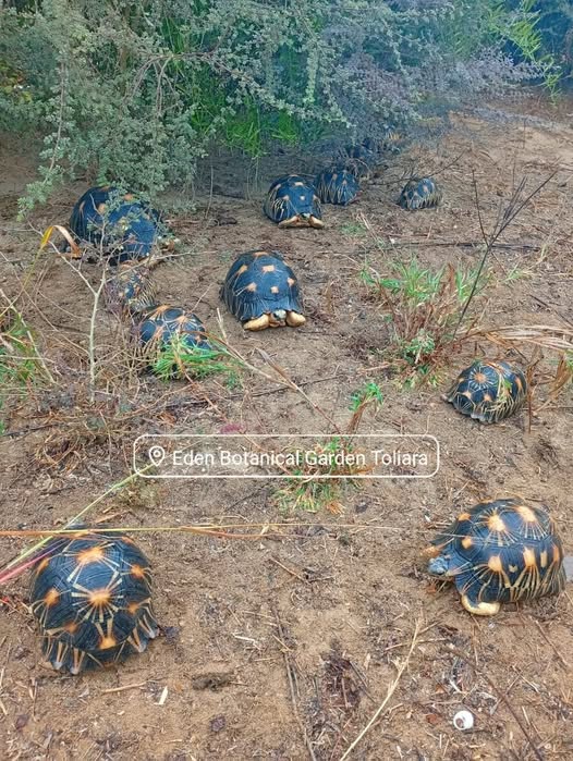 532061183 698150276601368 1034396118666045815 n