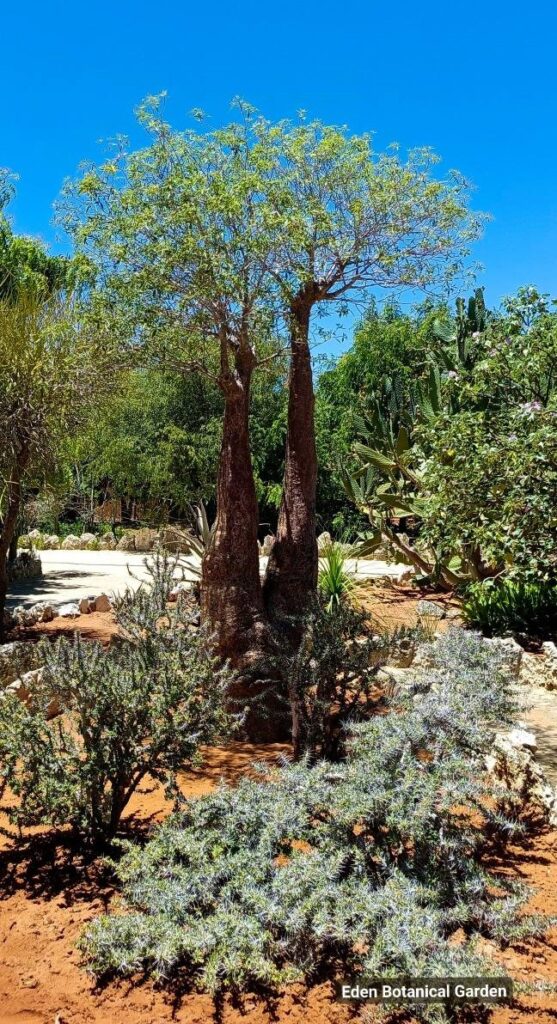 624483019 838571382559256 668039853803485661 n