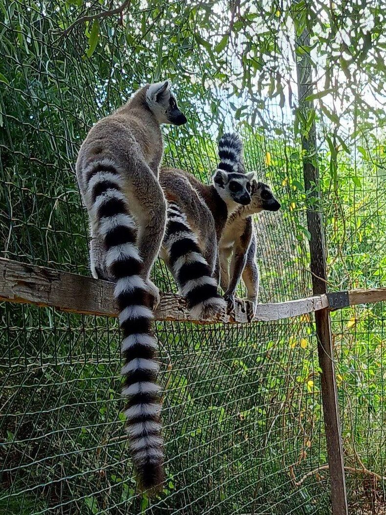 628450627 846825451733849 8114185079878359054 n (1)