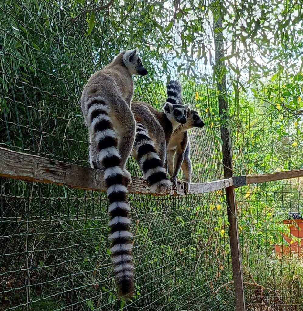 628450627 846825451733849 8114185079878359054 n (1)