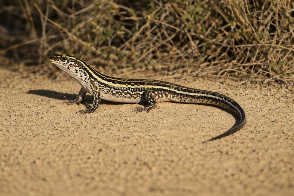 chatgpt image 2 févr. 2026, 11 04 24